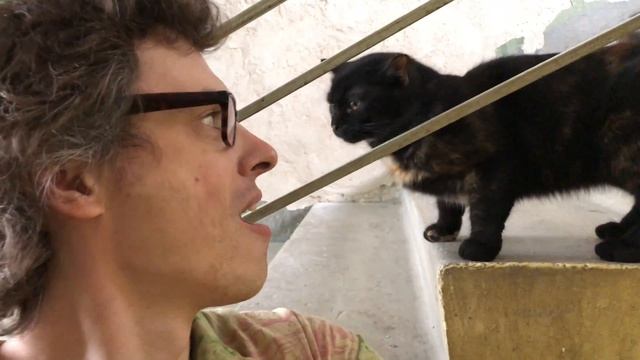Ну очень странный кот (продолжение)