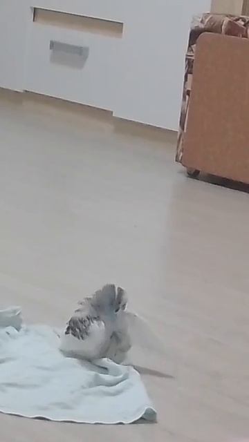 Попугай