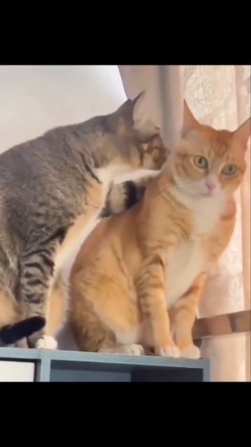 Кот котику сказал на ушко