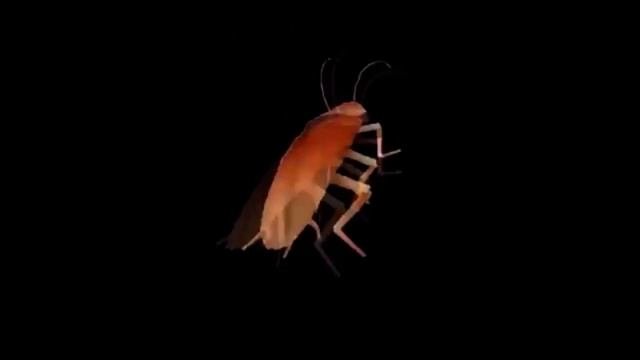 Таракан танцует