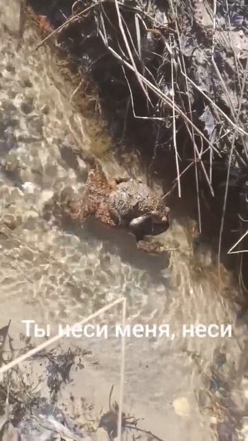 Покатушки у лягушки #шпиц #филя #лесу #у_лягушек_релакс #нижегородскаяобласть #нижнийновгород #влес
