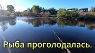 Рыба съела манку за час