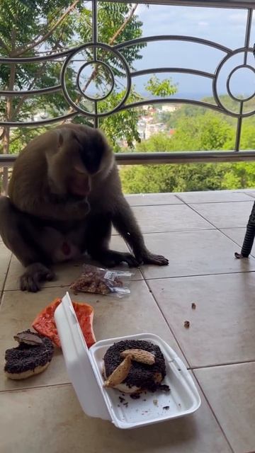 #monkey и орехи #прикол #жиза