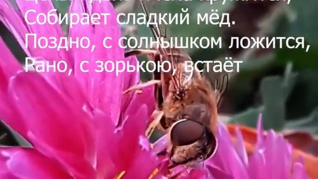медовый спас