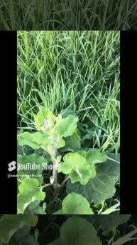 Ленинградская область. 16.06.2024. Растение-лопух