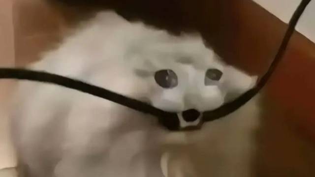 тест