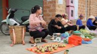 Harvesting Fruit Star Apples - Cleaning Up the Garden to Plant New Seeds. Trieu Mai Huong