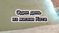 Тяжела жизнь Кота!