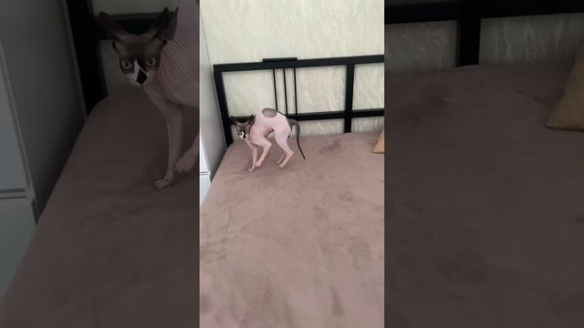 Коробок много не бывает 🐾