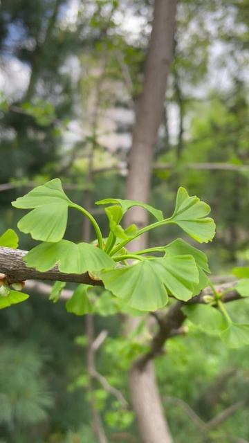 Гинкго двулопастный (Ginkgo biloba)