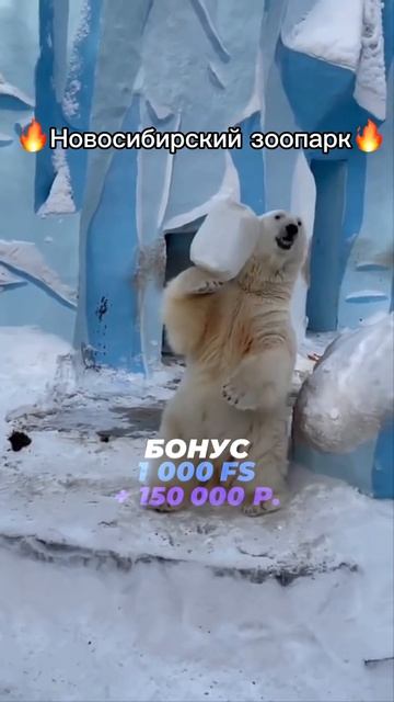 Белый медведь показывает трюки в Новосибирском зоопа?