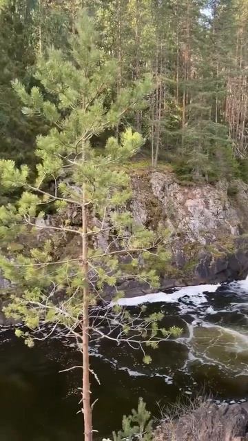 📍Республика Карелия, Водопад Кивач🌿