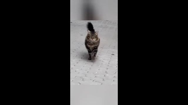 Приколы с животными