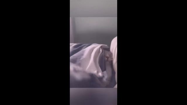 Приколы с животными
