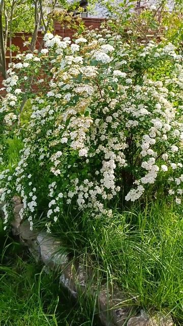 Наш сад. Почему мы здесь ничего не строим?