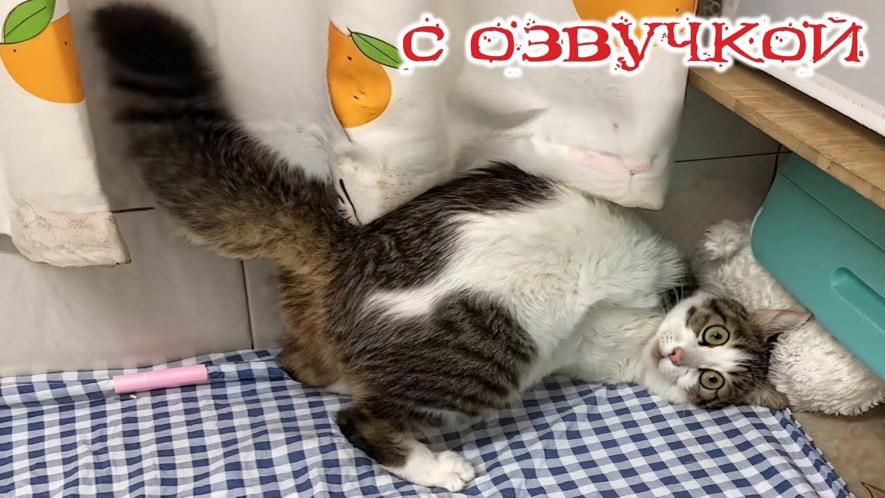 Приколы с котами! - С ОЗВУЧКОЙ! Смешные видео с животными! Смешные коты! ДО СЛЁЗ!!