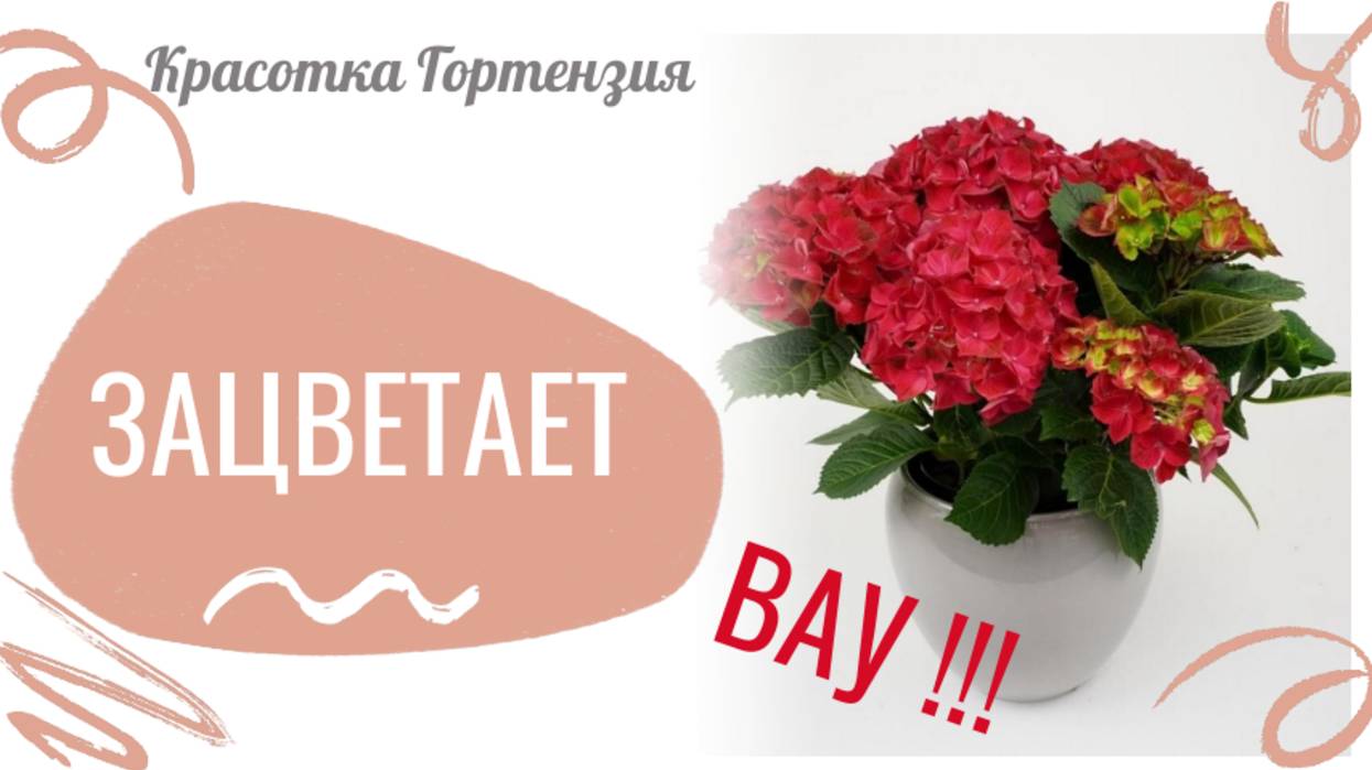 Красотка Гортензия