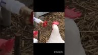 be4080f4-4b0f-4448-9aad-4dcd00133c24.mp4