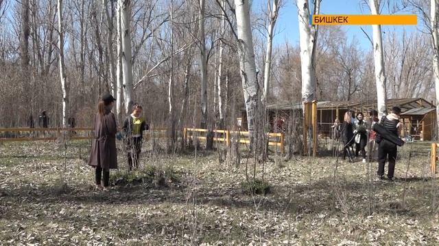 ПОСАДКА МОЛОДЫХ ДЕРЕВЬЕВ В