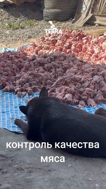 контроль качества мяса