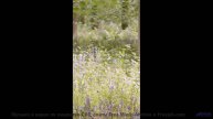 Пейзажи танцуют вместе с каждой нотой - Picaflor Tistre (XLVII) -- opo -- Estudios Indigeniformes