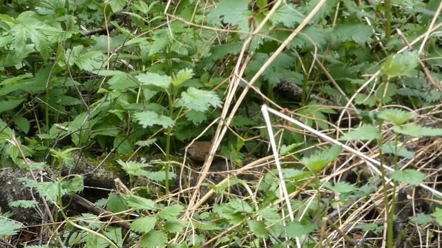 Крапивник в крапиве