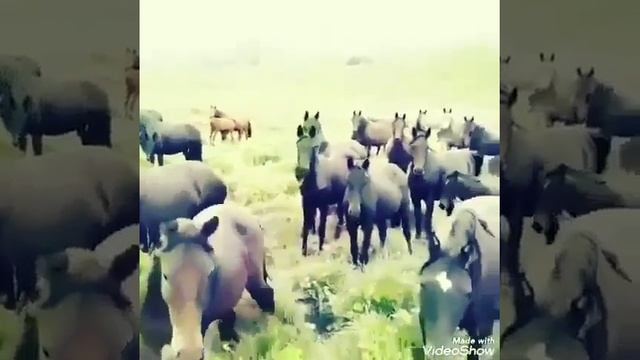 Кыргызстан жайлоо керемет