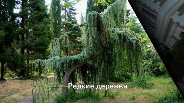 Шахматные детские летние сборы в Форосе, Крым 2020 год.