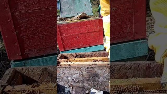 Пойманный рой. Пересадка . часть 5🌻🌻🍁🐝🐝 #beekeeperlife #be