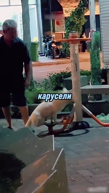 Этот дедушка веселиться со своим псом на детской площ?