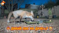 Дикий Лис как дачный питомец кушает по ночам ч.7 🦊❣️😂