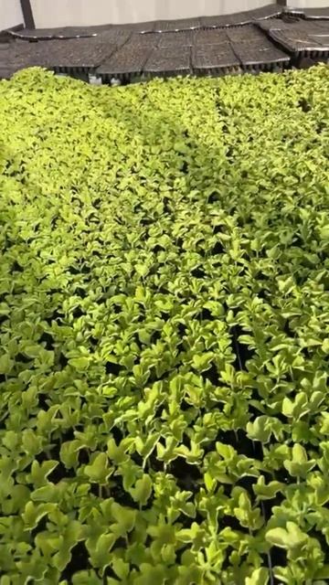 Рассада арбуза 🌱🌱🌱
