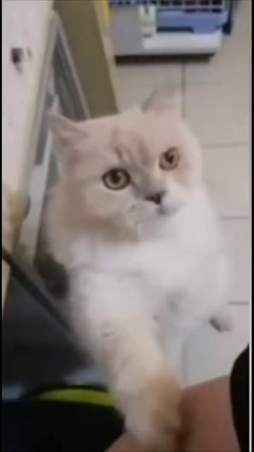 Смешные коты #52-9