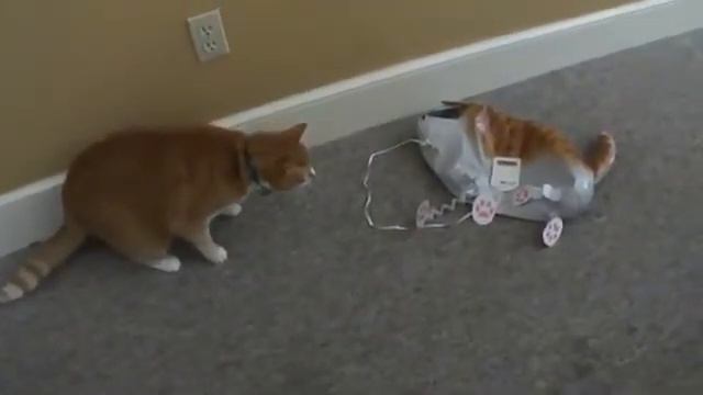 funny video Резиновая подруга для Вашего кота  Приколы