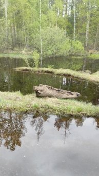 Весенний лес