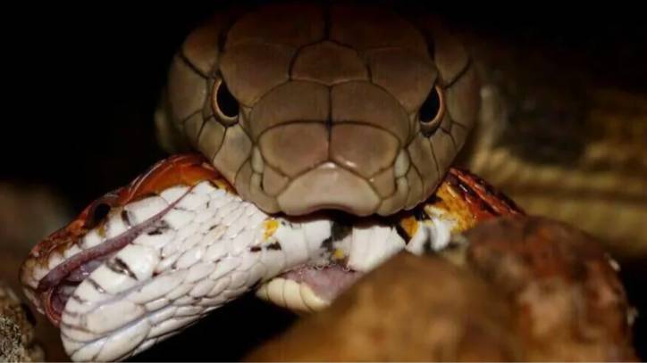 Кобра против питона. Кто сильнее?