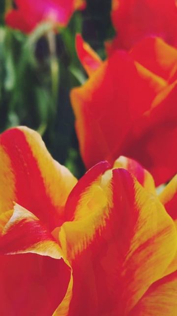 Тюльпаны 🌷🫶
