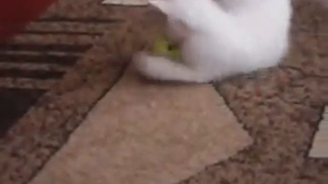 Кот снежок