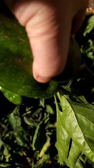 🌶 Растёт Перец в Ноябре  | Пение Птиц в Саду Лесу Парке