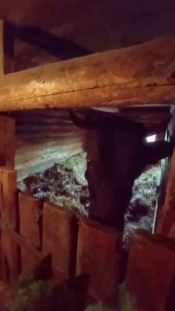Первая зелень для бычка