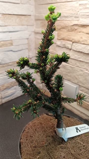 Ель обыкновенная Валентинс ( Picea abies Valentins ).