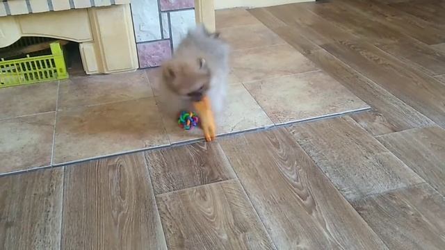шпиц Сима играет