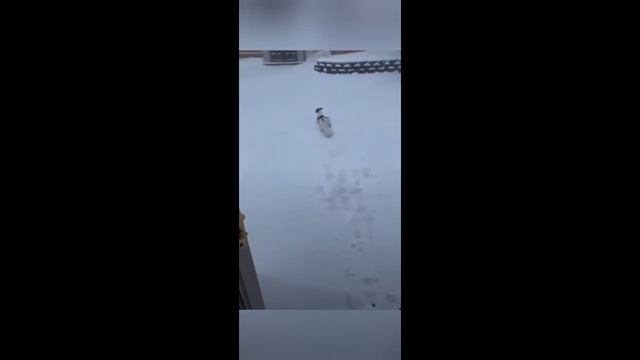 Приколы с животными
