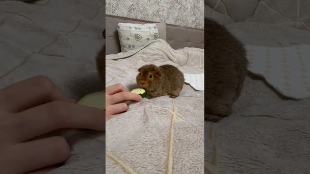 Дочка кормит морскую свинку ТЭДДИ!