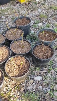 Результат пересадки метельчатых гортензий апрель 2025