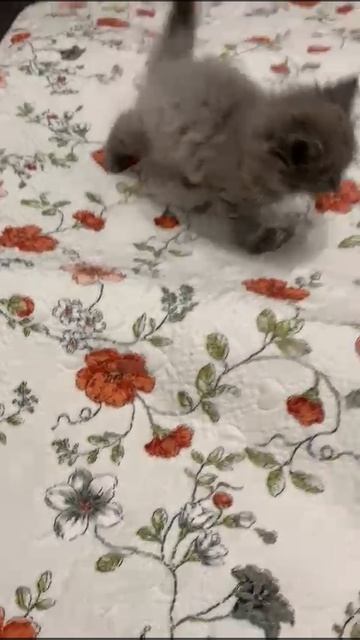 WhatsApp Video 2025-05-07 at 20.29.47 (1)