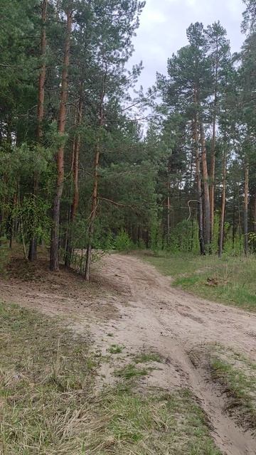 Весенний лес