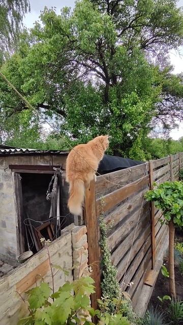 посадку давай!#смешныекотики #котБатон