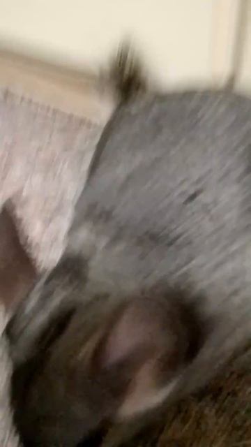 мой шиншил