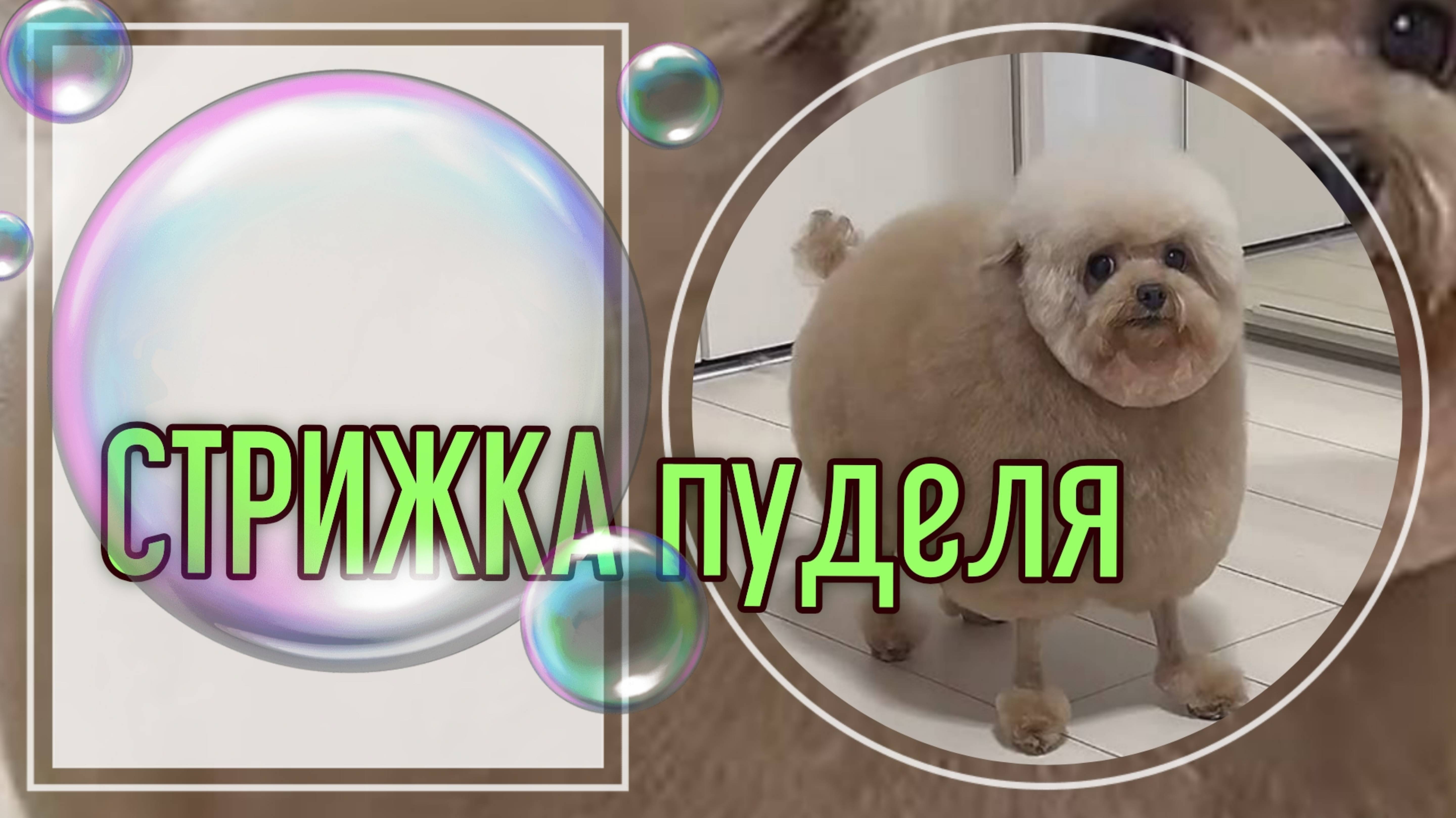 Стрижка пуделя .